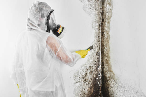 Best Mold Damage Repair  in Booker, TX