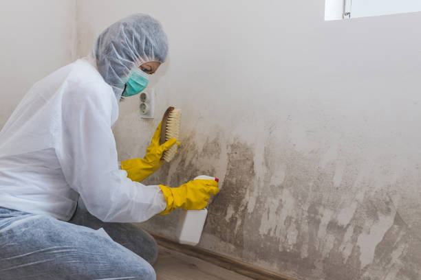 Best Commercial Mold Removal  in Booker, TX