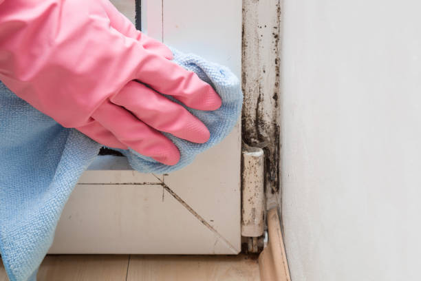 Best Attic Mold Removal  in Booker, TX
