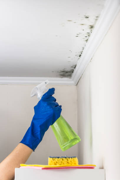 Mold Testing and Removal in Booker, TX